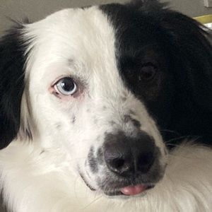 Meet your Posher, Sawyer